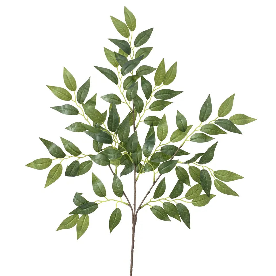 Banyan Tree Branch