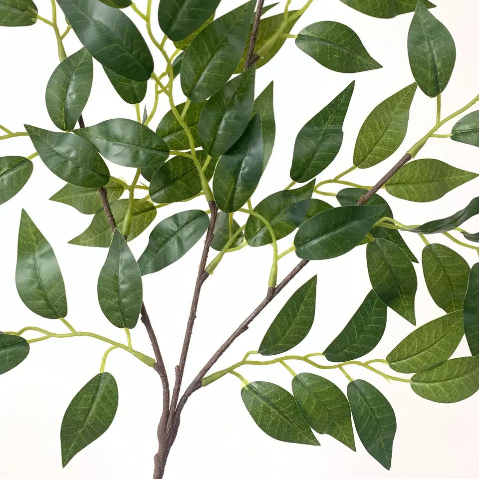 Banyan Tree Branch