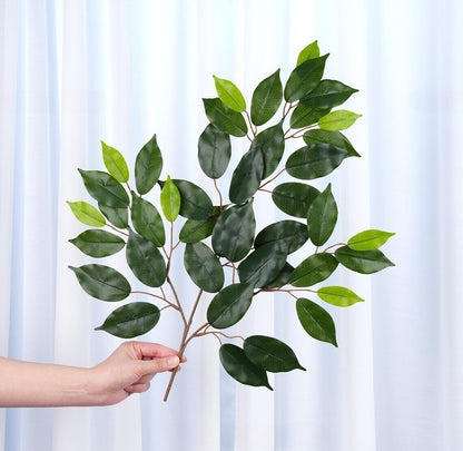 Ficus Benjamina Branch