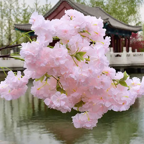 3 Branched Cherry Blossoms