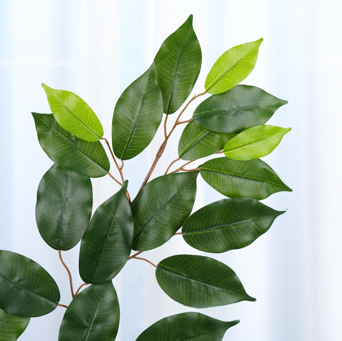 Ficus Benjamina Branch